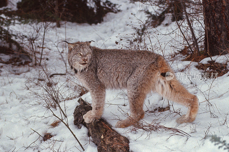 加拿大猞猁(lynx canadensis)，或加拿大猞猁，是一种中型的北美猞猁，分布在阿拉斯加，加拿大和美国北部地区。Kalispell、蒙大拿。成年人走在雪地里。